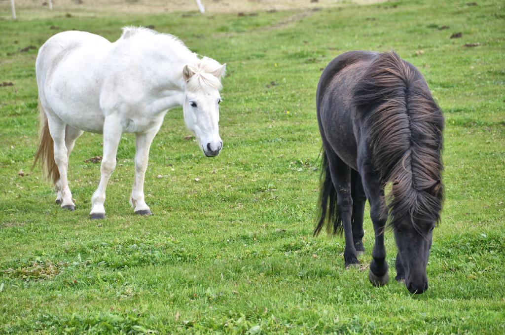 Saltvik Farm Guesthouse Húsavík Dış mekan fotoğraf